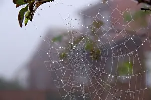Spider Web Prints: Spider web, spider silk, drops