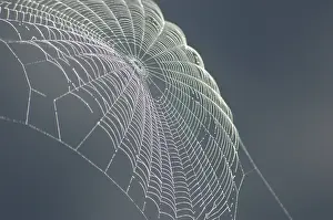 Deserted Spider Web Prints: Spiders web catches the light