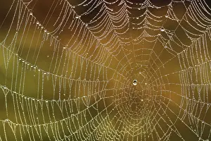 Backlit Spider Web Prints: Spider's web with dew drops