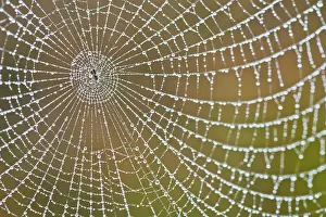 Spider Web Dew Drops Prints: Spider's web with dew drops