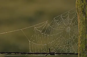 Backlit Spider Web Prints: Spider's web with dew drops