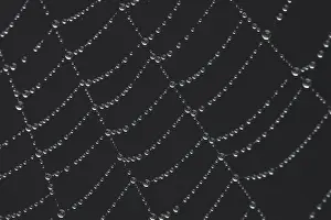Prints of Spiders web with dew drops, Suffolk, England, United Kingdom Web Spider Prints: Suffolk Spider's Web Print with Dew Drops