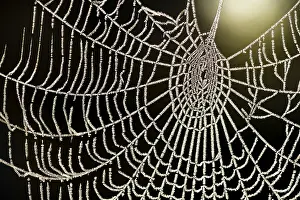 Dewy Spider Web Prints: Spider's web with dew against the light Spider's web with dew against the light