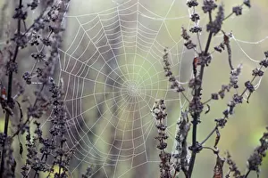 Prints of Spider's web with dewdrops, Moselle, Rhineland-Palatinate, Germany Spider's web with dewdrops, Moselle, Rhineland-Palatinate, Germany Dewdrop Spider Prints: Spider's Web with Dewdrops Print, Moselle Region