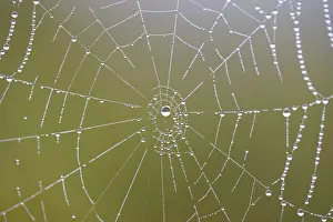 Prints of Spider's web with dewdrops, Moselle, Rhineland-Palatinate, Germany Spider's web with dewdrops, Moselle, Rhineland-Palatinate, Germany Dewdrop Spider Prints: Spider's Web with Dewdrops Print, Moselle Region