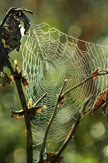 Prints of Spider's web with dewdrops, Indian summer, Sachsenkam, Tolzer Land, Alpine foothills, Upper Bavaria, Bavaria, Germany Spider's web with dewdrops, Indian summer, Sachsenkam, Tlzer Land Dewdrop Spider Prints: Spider's Web Print, Sachsenkam, Germany