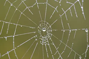 Prints of Spider's web with dewdrops, Moselle, Rhineland-Palatinate, Germany Spider's web with dewdrops, Moselle, Rhineland-Palatinate, Germany Dewdrop Spider Prints: Spider's web with dewdrops Print, Moselle, Germany