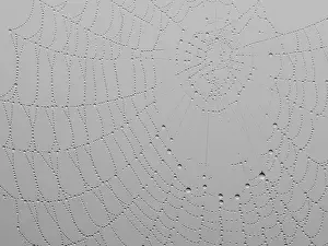 Images Dated 31st May 2024: Spider's web with dewdrops Print, Leibnitz, Styria, Austria