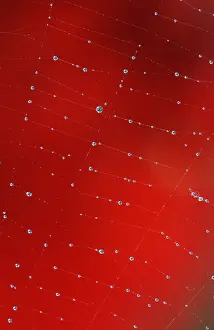 Prints of Spider's web with dewdrops, North Rhine-Westphalia, Germany Spider's web with dewdrops, North Rhine-Westphalia, Germany Web Spider Prints: Spider's Web with Dewdrops Print, North Rhine-Westphalia, Germany