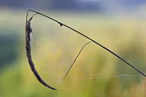 Saxony Anhalt Nature Reserve Prints: Spider's web with dewdrops on a blade of grass against the light