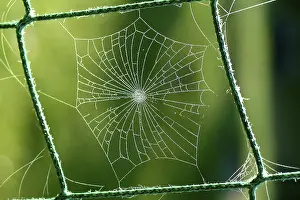 Autumn Spider Web Prints: Spiderweb with water drops
