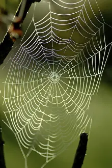 Autumn Spider Web Prints: Spiderweb with water drops