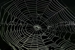 Open Air Waterfront Scene Prints: Spiderweb with water drops