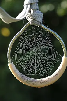 Autumn Spider Web Prints: Spiderweb with water drops