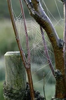 Autumn Spider Web Prints: Spiderweb with water drops