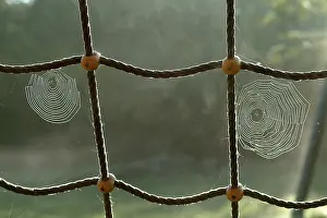 Prints of Spiderweb with water drops Web Spider Prints: Spiderweb with Water Drops Print