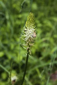 German Flora Photography Prints: Spiked devil's claw (Phyteuma spicatum)