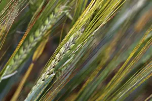 Cereal Cultivation Prints: Spikes