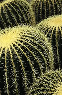 Cacti In Nature Prints: Spiky surface of several cactuses close together