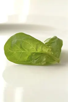 Raw Food Photography Prints: Spinach