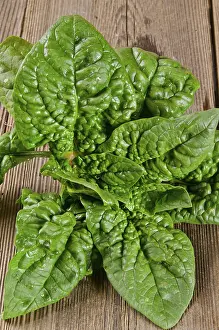 Boston Lettuce Salad Prints: Spinach