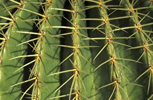 Macro Plant Photography Prints: Spine cactus