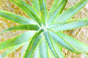 Prickly Cactus Prints: Spine cactus