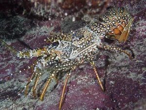 Prints of A spiny crayfish with intricate patterns, the spotted spiny crayfish (Panulirus guttatus), moves across a reddish seabed near a rock, at the John Pennekamp Coral Reef State Park dive site, Key Largo Crayfish Prints: A Spiny Crayfish Print, John Pennekamp Coral Reef State Park