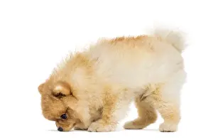 Isolated Animal Image Prints: Spitz Dog in front of white background
