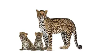 Feliformia Predator Prints: Spotted leopard with her two cubs isolated