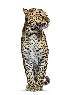 Feliformia Species Image Prints: Spotted leopard, Panthera pardus