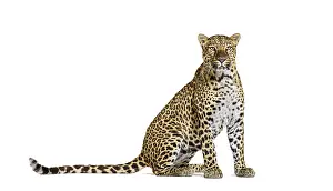 Predator Wildlife Photos Prints: Spotted leopard standing in front and facing at the camera