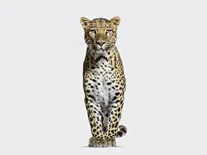 Predator Animal Image Prints: Spotted leopard standing in front and facing at the camera on grey background