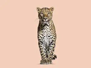 Predator Cat Images Prints: Spotted leopard standing in front and facing at the camera on a orange background