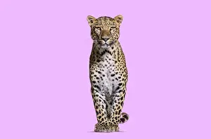 Predator Wildlife Photo Prints: Spotted leopard standing in front and facing at the camera on a pink background