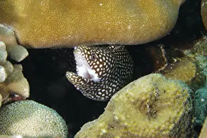 Images Dated 30th July 2024: A Spotted Moray Eel Print