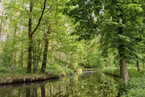 Natural Preserve Germany Prints: Spreewald