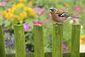 True Finch Species Prints: Spring 309