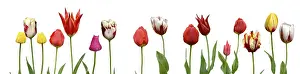 First Day Of Spring Prints: Spring