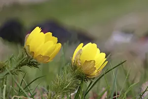 Wilnsdorf Germany Landscape Prints: Spring adonis (Adonis vernalis)