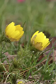 German Wildflowers In Spring Prints: Spring adonis (Adonis vernalis)