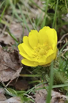 Spring Adonis Prints: Spring adonis (Adonis vernalis)