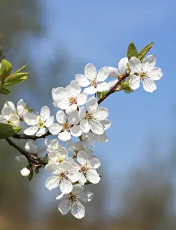 Spring Blossom Prints: Spring blossom