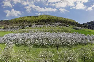 Upper Franconia Landscape Prints: Spring, cherry blossoms, fruit trees