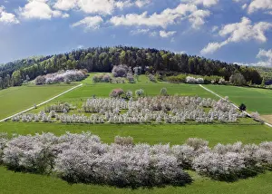 Fruit Tree Plantation Bavaria Prints: Spring, cherry blossoms, fruit trees