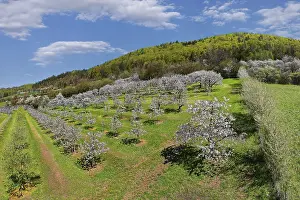 Fruit Tree Plantation Bavaria Prints: Spring, cherry blossoms, fruit trees