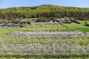 Fruit Tree Plantation Bavaria Prints: Spring, cherry blossoms, fruit trees