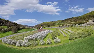 Springtime In Southern Germany Prints: Spring, cherry blossoms, fruit trees