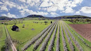 Fruit Tree Plantation Bavaria Prints: Spring, cherry blossoms, fruit trees