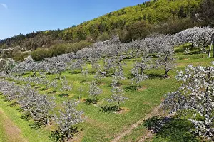 Fruit Tree Plantation Bavaria Prints: Spring, cherry blossoms, fruit trees
